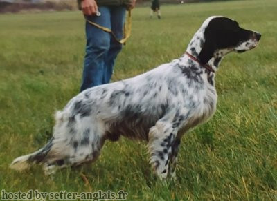 Setter Anglais DERBI DEL DIANELLA Setter Anglais DERBI DEL DIANELLA